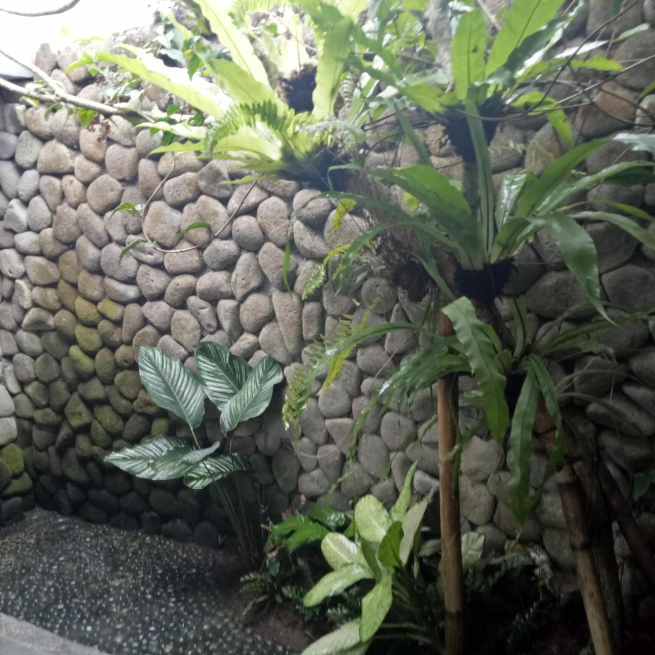 Melati Bali Homestay Canggu Exteriér fotografie